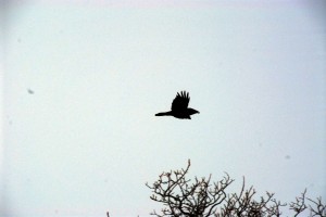 Raven Alaska