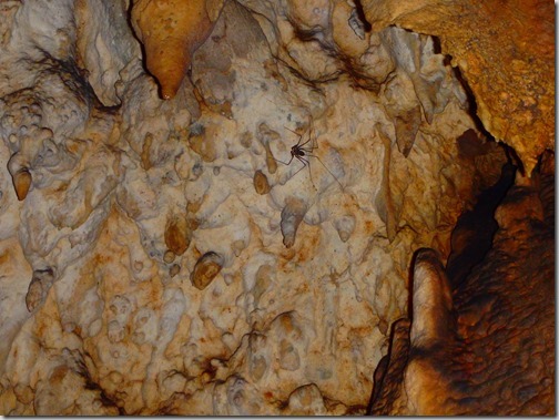 Lanquin Guatemala Caves spider 2