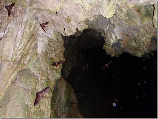Lanquin Guatemala Caves bats